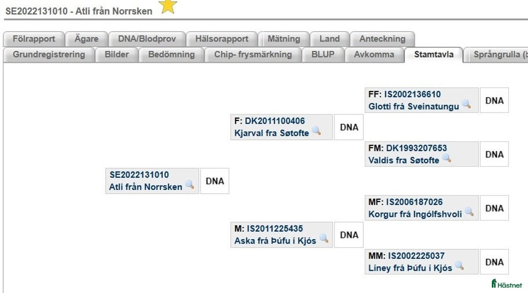 Island hästar till salu: Islandshäst Unghäst 3år.  i Kungsgården - Annons 3