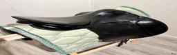 Sadlar hästutrustning till salu: Stubben dressursal  - Annons 11