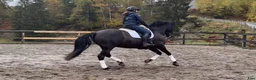 Working Equitation hästar till salu: Vakker PRE vallak etter fantastisk far - Annons 6