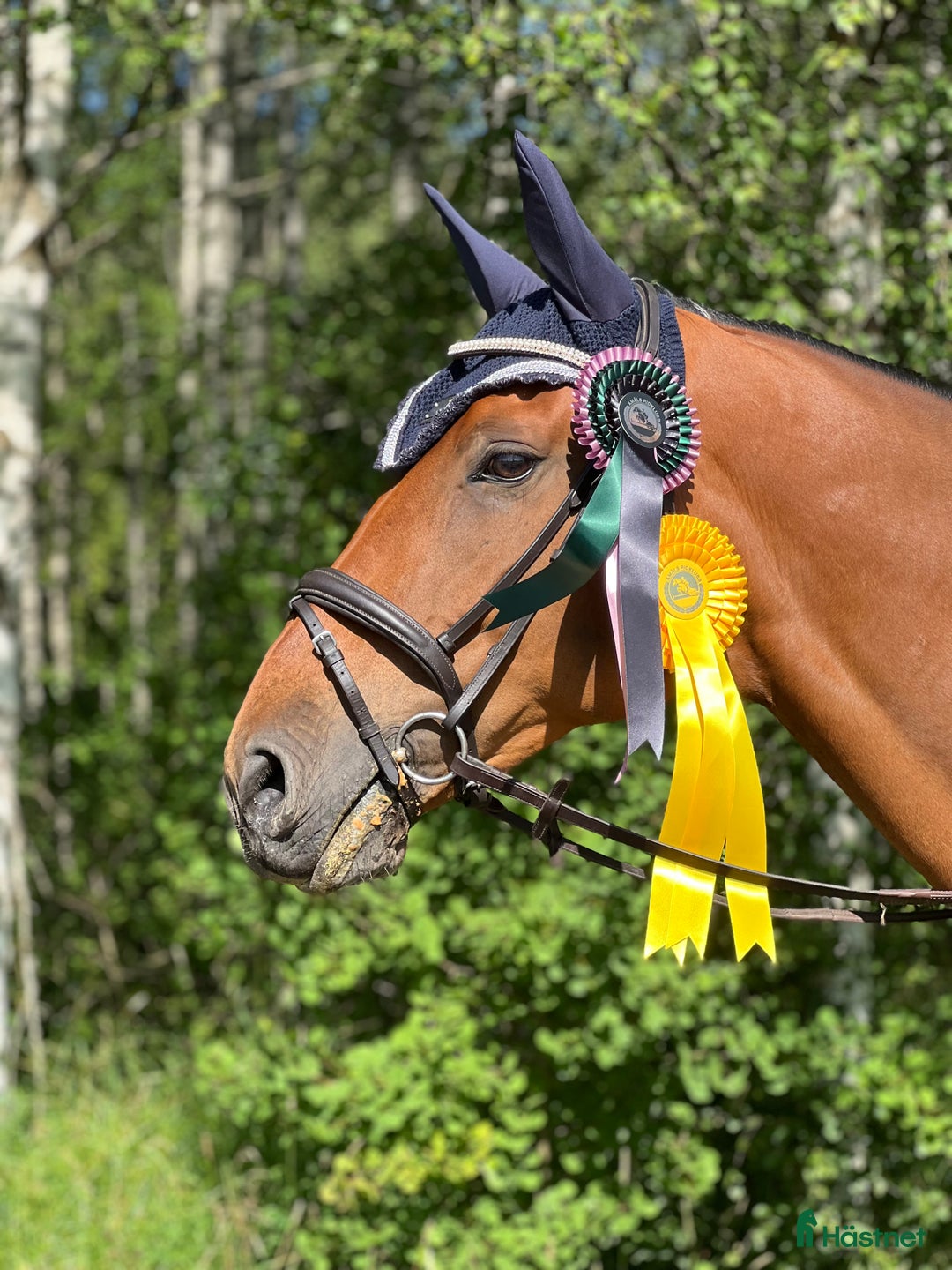 Allround hästar till salu: Världens snällaste läromästare (SWB) i Åmål - Annons 1