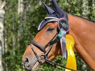 hästar Världens snällaste läromästare (SWB) i Åmål - Annons 6