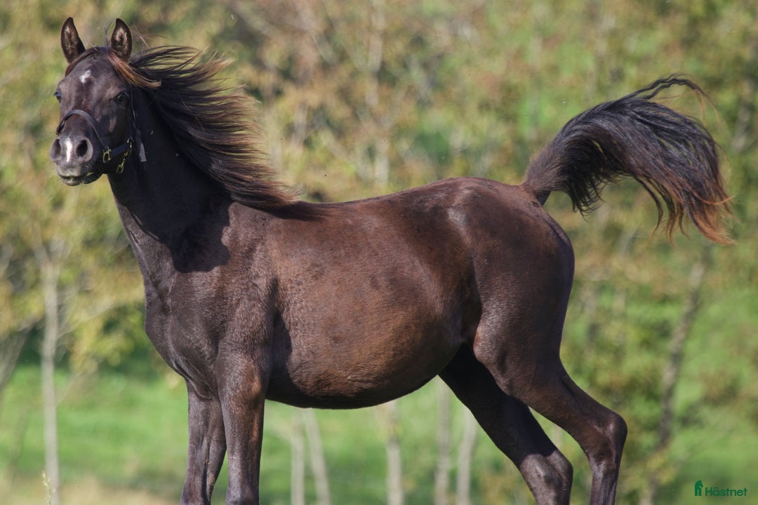 Avelshästar hästar till salu: Drömmen om en Svart Arabisk Häst i Hobro - Annons 30