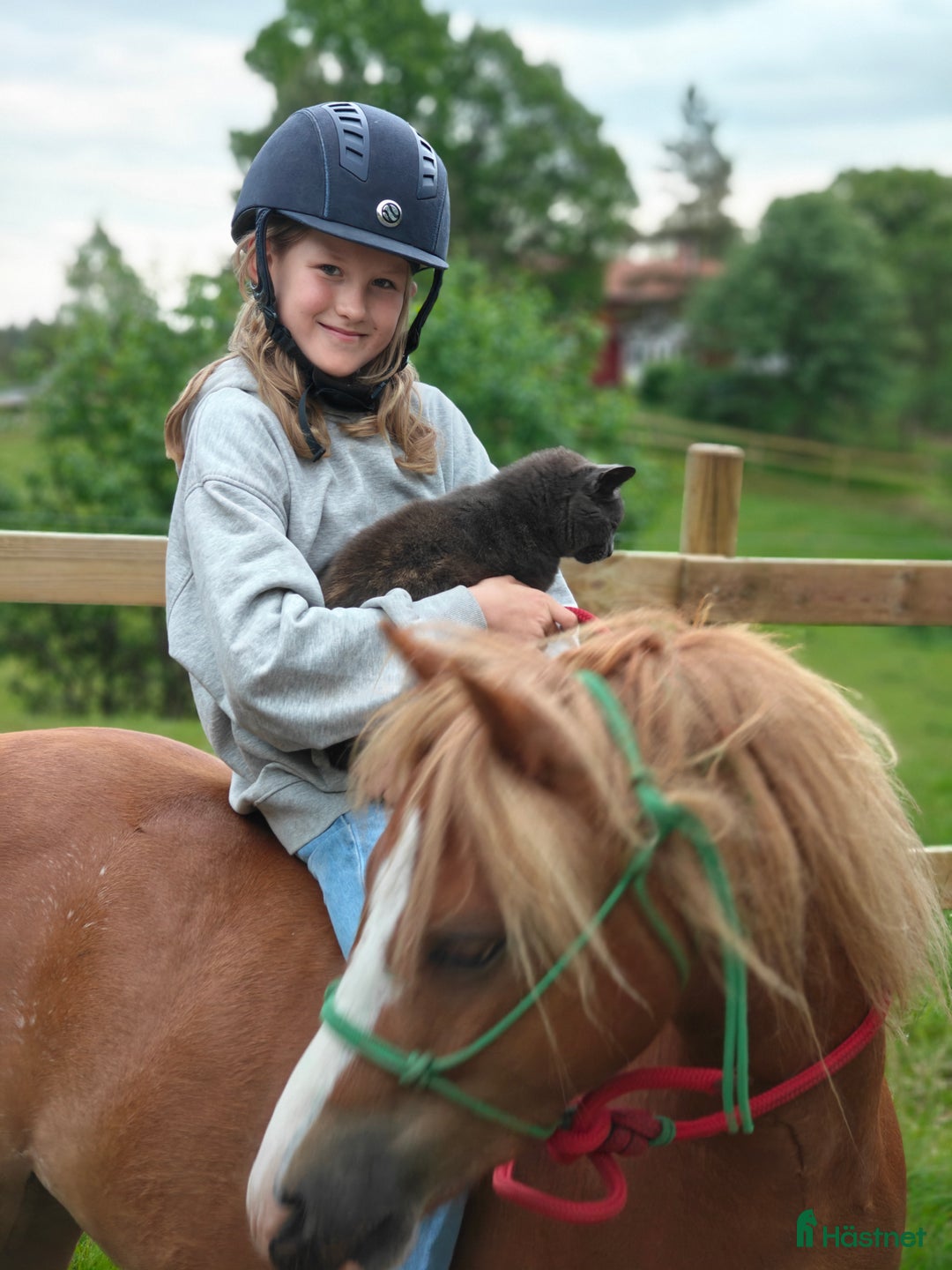 Allround hästar till salu: Monty i Lidhult - Bild 11