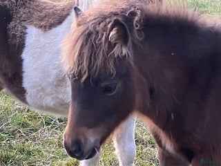 hästar Mini Shetlands hingst i Färgelanda - Annons 1
