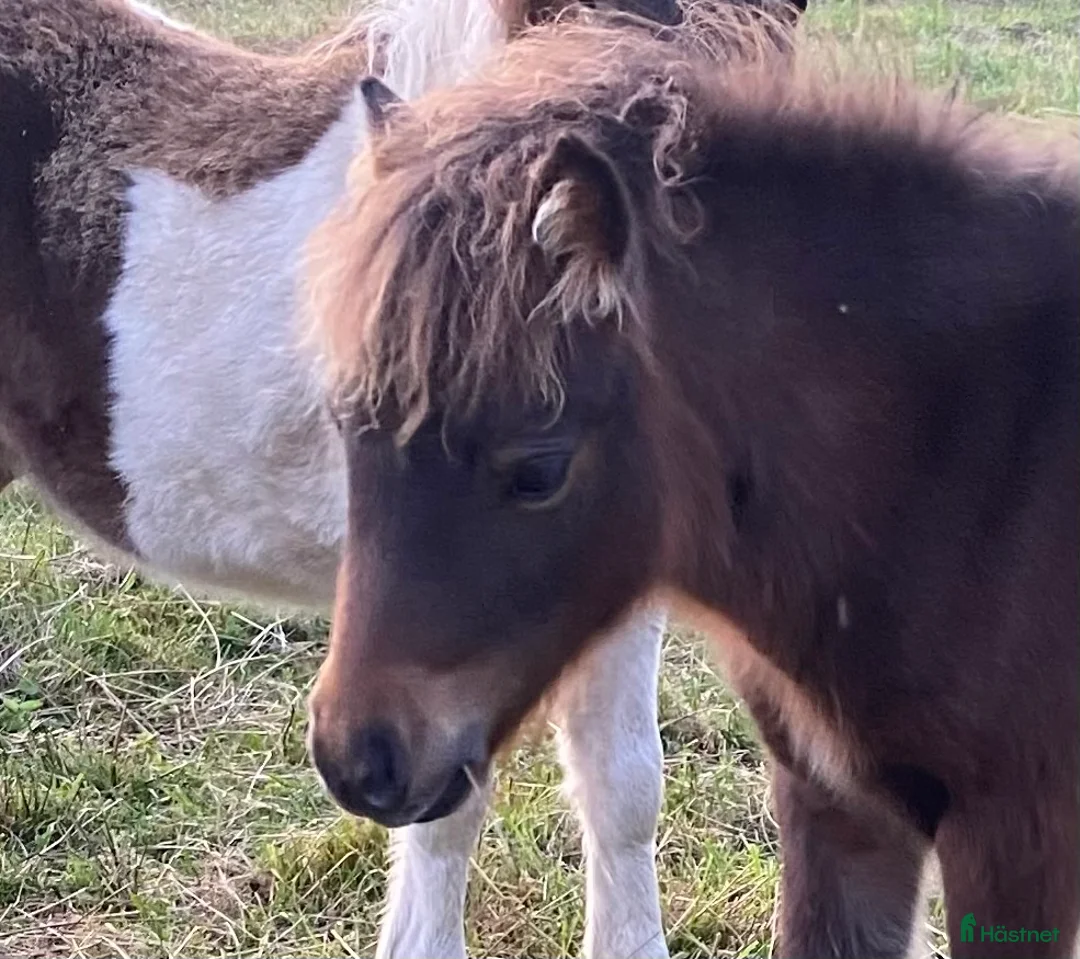 Utställning hästar till salu: Mini Shetlands hingst - Annons 1