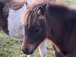 hästar Mini Shetlands hingst - Annons 1