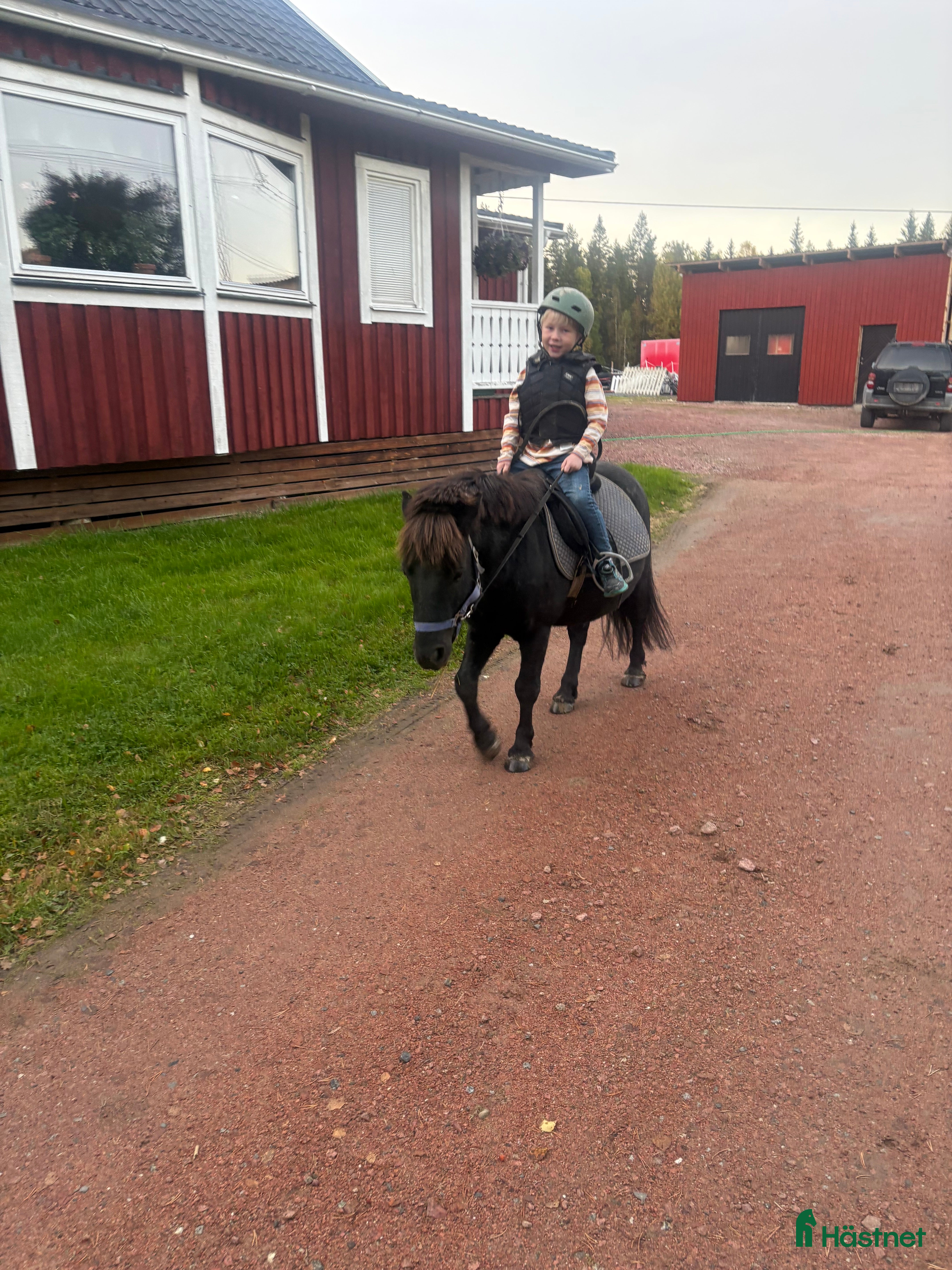 Övrigt hästar till salu: Fin liten kille tillsalu  i Hammarstrand - Annons 1