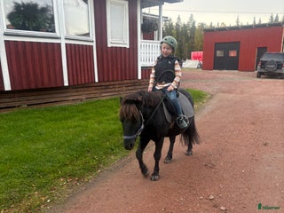 hästar Fin liten kille tillsalu i Hammarstrand - Annons 6