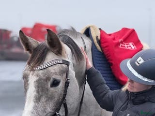 hästar Sto med utstrålning - Annons 9