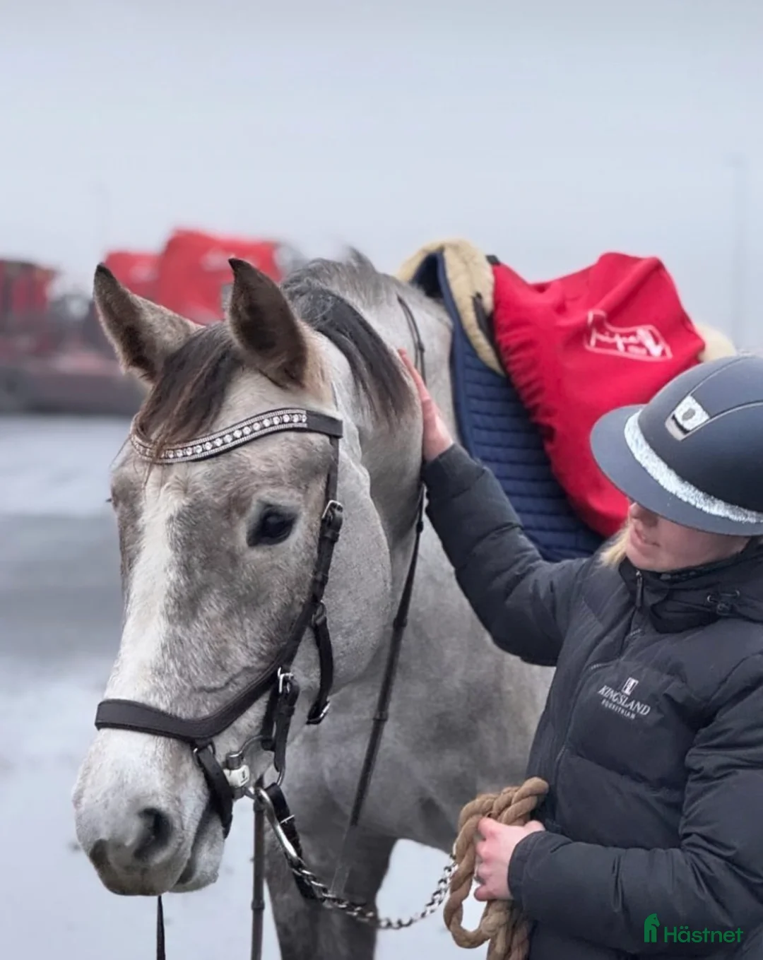 Allround hästar till salu: Sto med utstrålning  - Annons 1