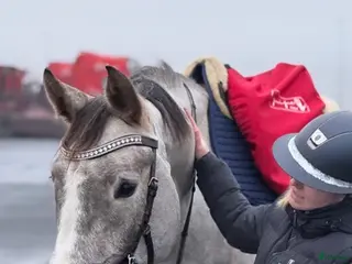 hästar Sto med utstrålning - Annons 2
