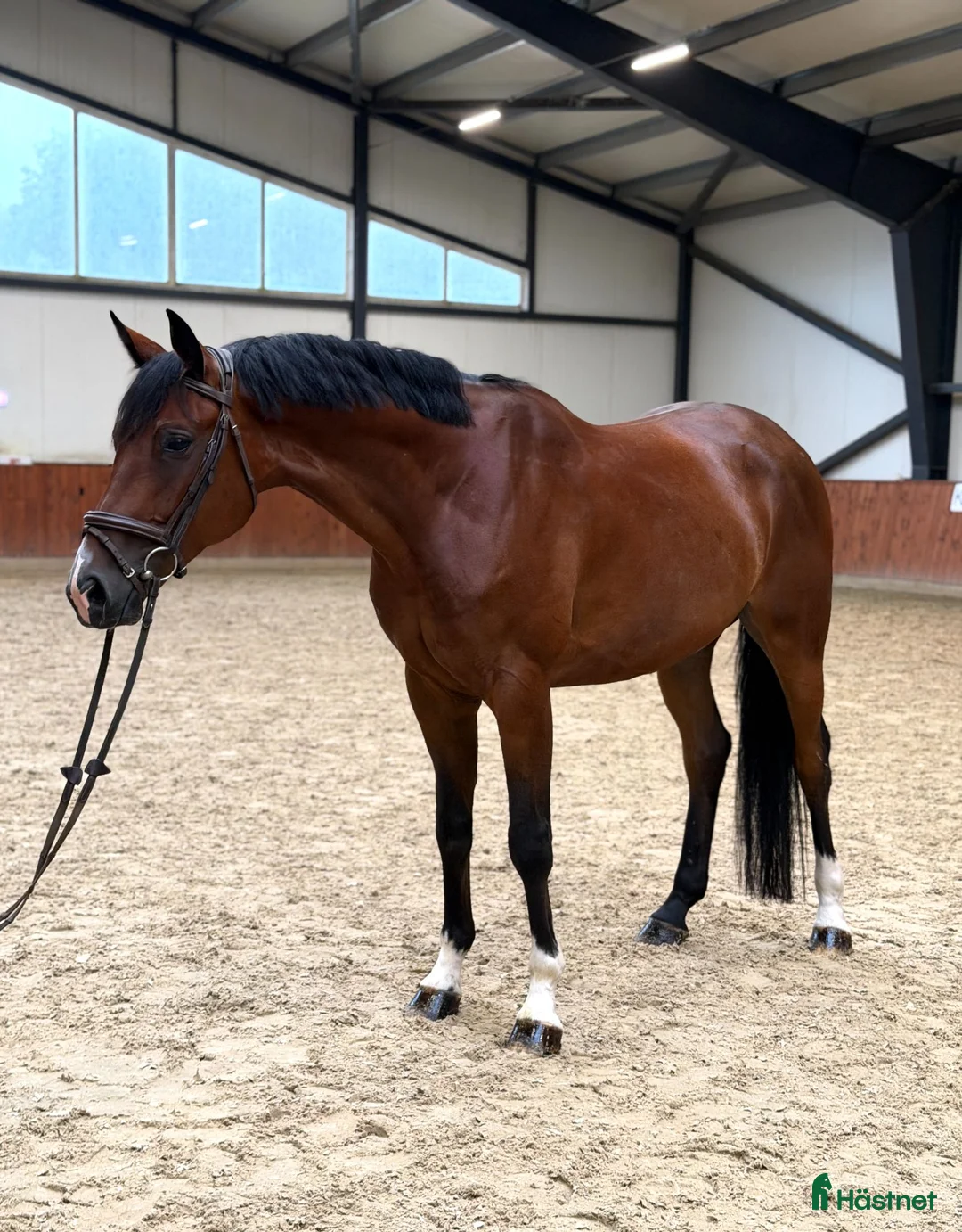 Allround hästar till salu: A true diamond exeptionaly easy to ride! - Annons 4