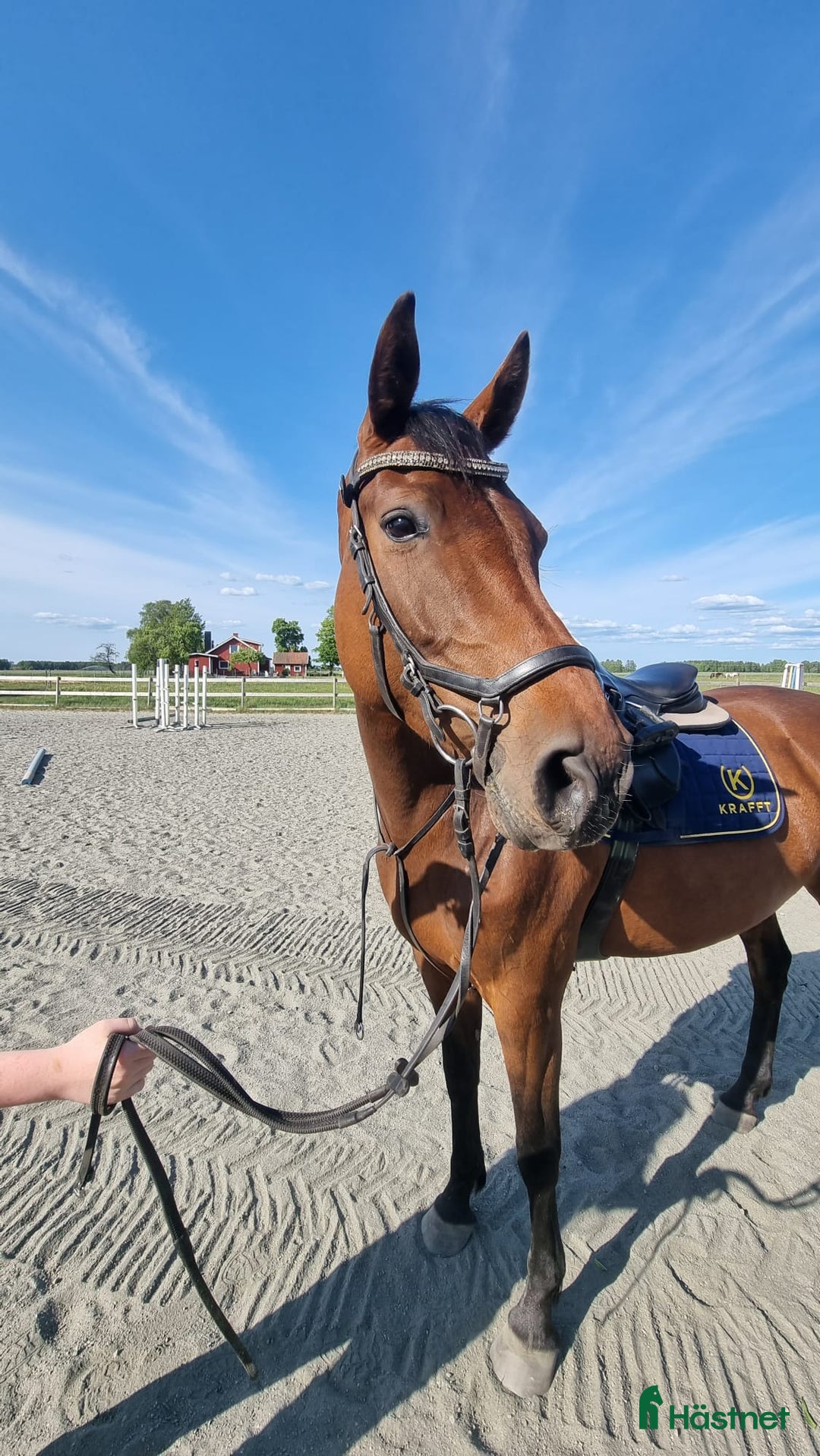 Hoppning hästar till salu: Sto med bästa Holstein hoppstam i Hamburgsund - Annons 2