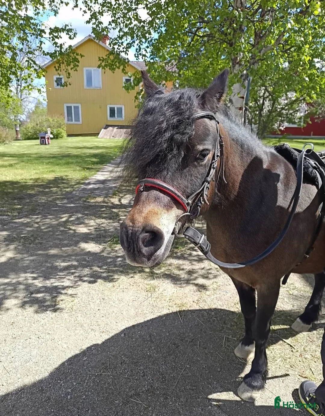 Körning hästar till salu: Körponny - Annons 1