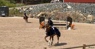  hästar i Hindås - Annons 4