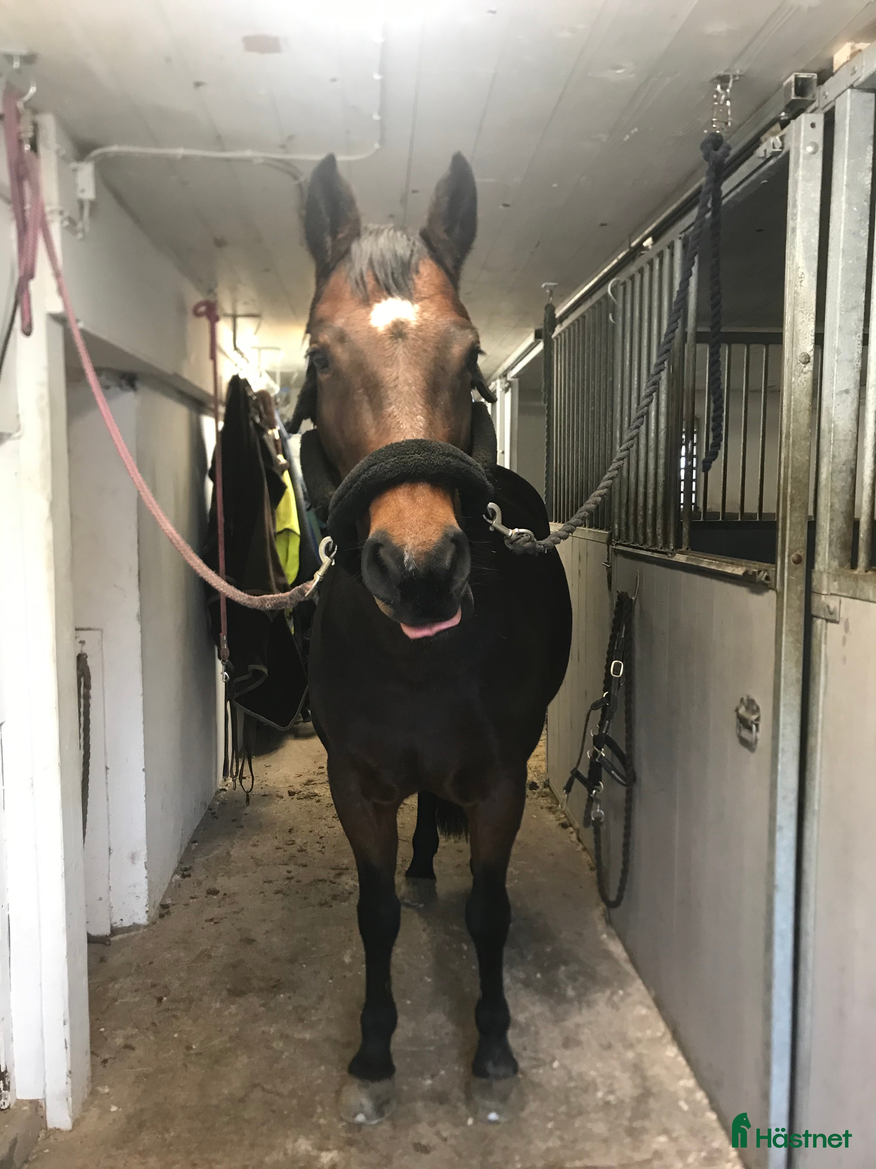  foderhäst Söker foderhäst! - Annons 6