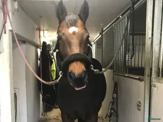 foderhäst Söker foderhäst! - Annons 6