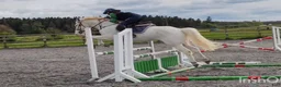 Hoppning hästar till salu: Potential top track pony  i Madrid - Annons 11