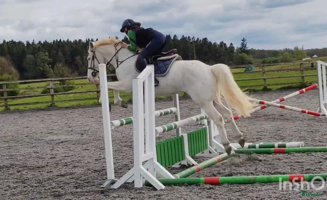 Hoppning hästar till salu: Potential top track pony  i Madrid - Annons 11