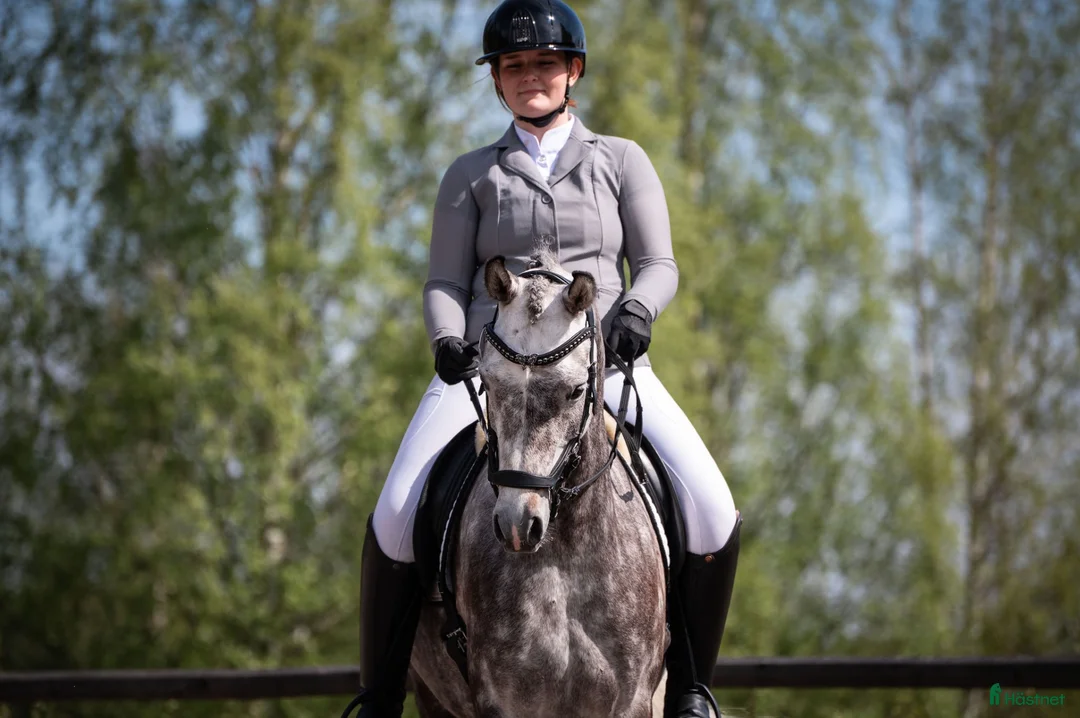 Distans hästar till salu: Fantastiskt arabvalack 4 år 163 cm  i Ljusdal - Annons 2