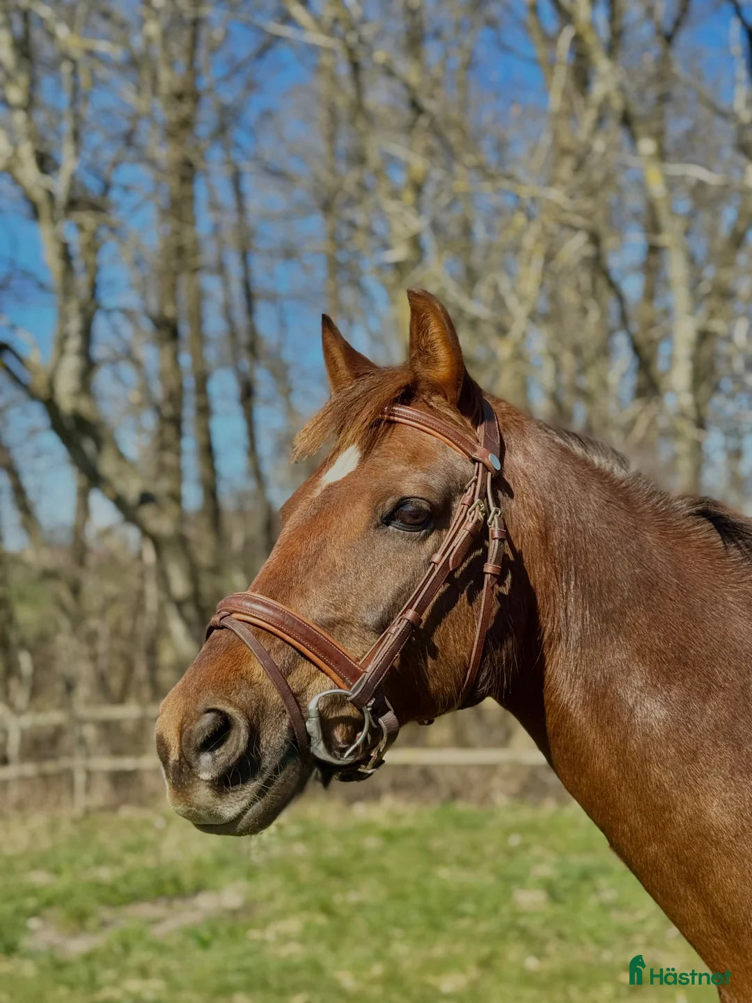 Träns hästutrustning till salu: Brunt allround träns  - Annons 2