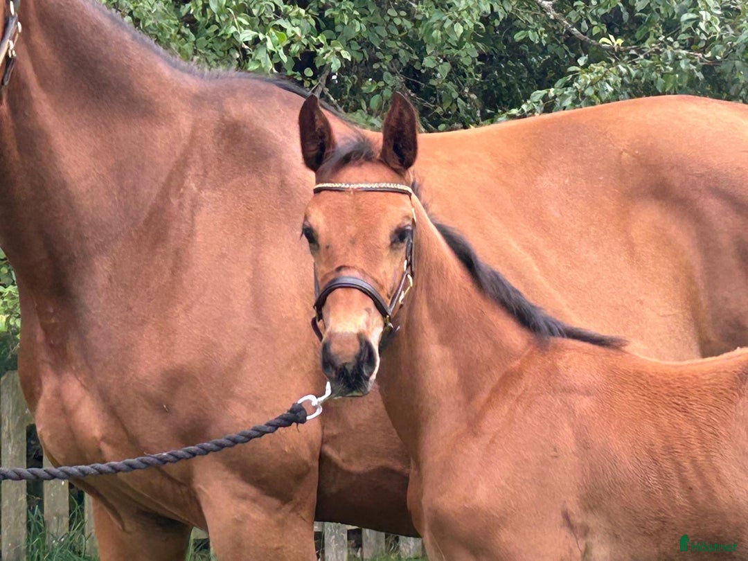 Allround hästar till salu: Föl som är redo för nytt hem  i Skånes Fagerhult - Annons 2