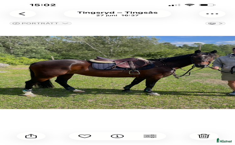  hästar i Lekeryd - Annons 15