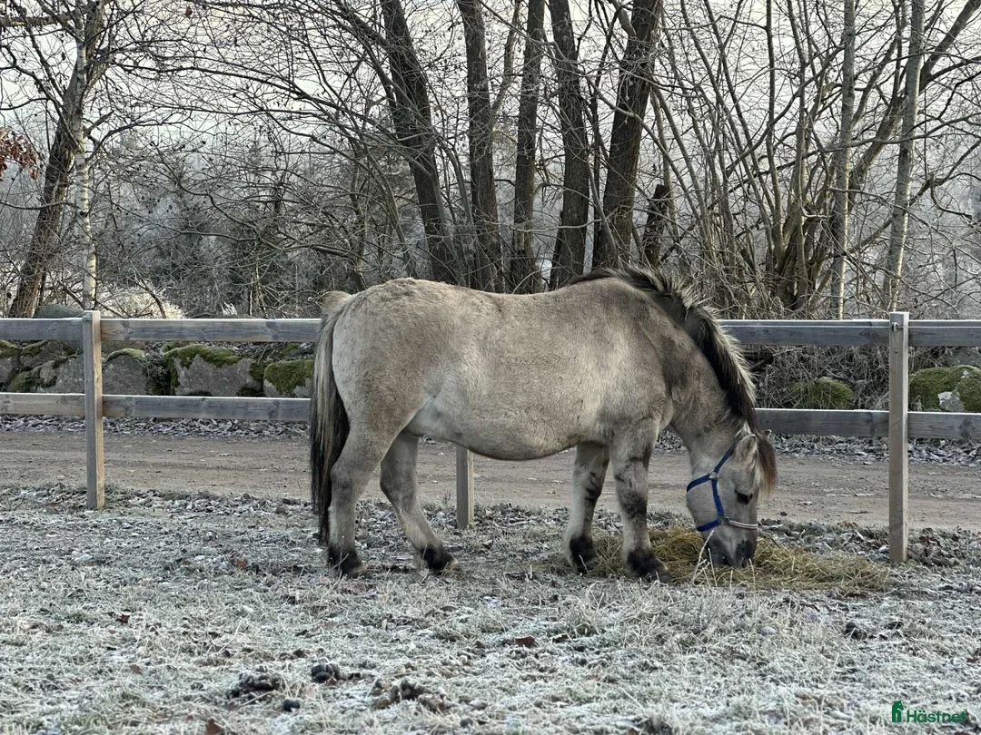 Allround hästar till salu: Familj/verksamhet  - Annons 2
