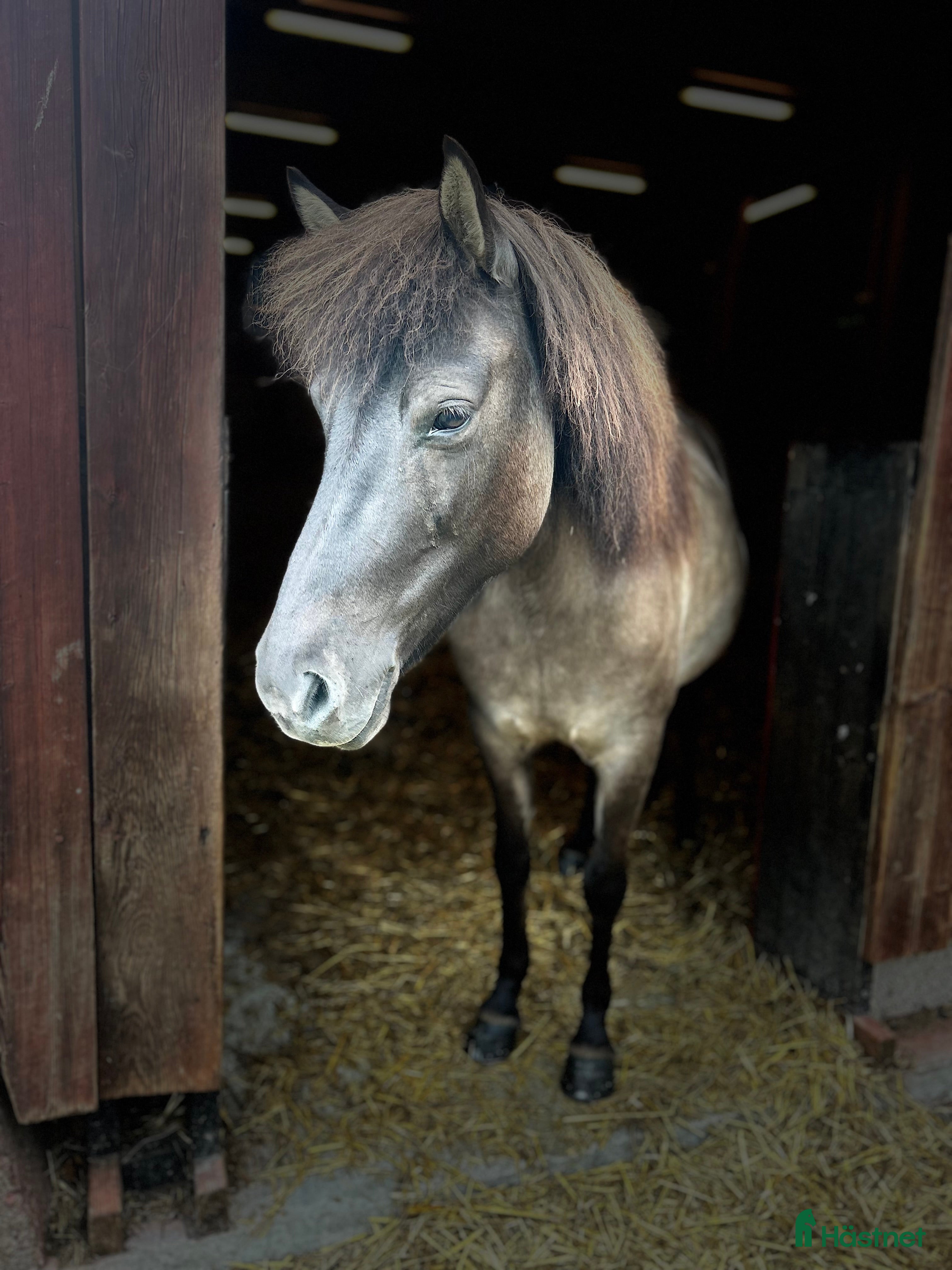  hästar Islandssto i Vattholma - Annons 21