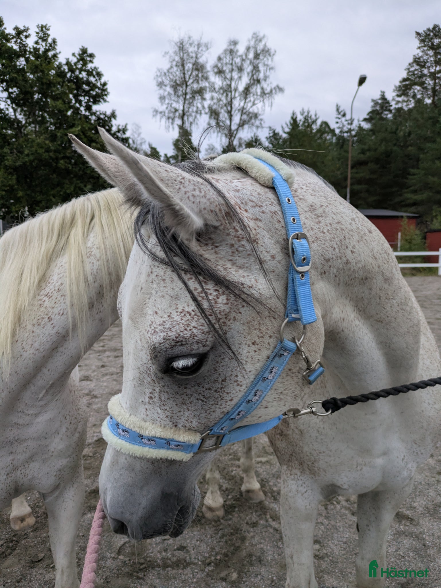  hästar Vänlig, vaken och kommunikativ - Annons 1