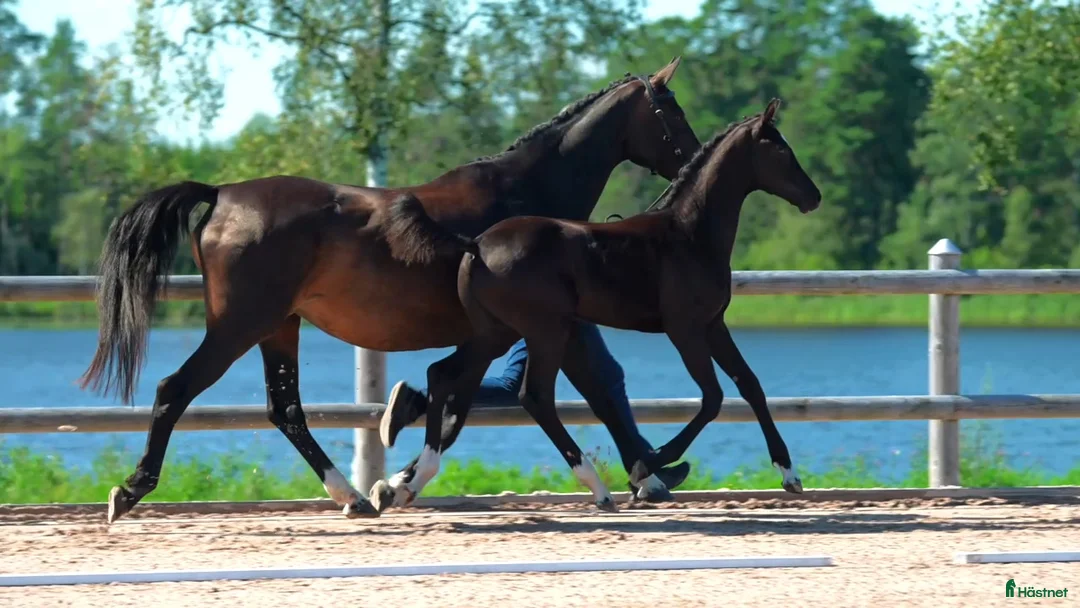 Avelshästar hästar till salu: Dressyrstammad avelsto i Gällstad - Annons 2
