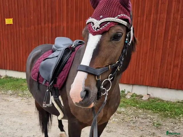 hästar till salu: Ljuvligt sto för allround ❤️ - Annons 1