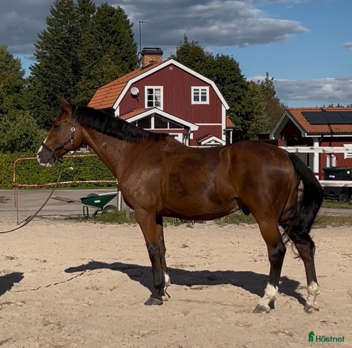  hästar Trevlig SWB valack - Annons 14