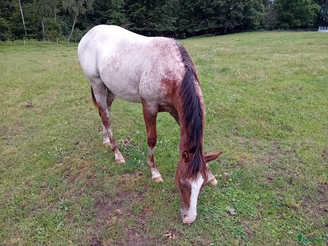 Western hästar till salu: Appaloosa Colt i Sösdala - Bild 11