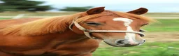 Western hästar till salu: Quartersto säljes - Annons 2