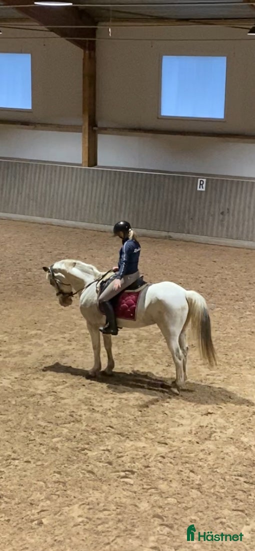  hästar Söker medryttare till min fina D-ponny! i Upplands Väsby - Annons 11