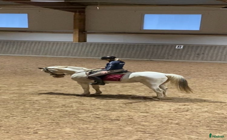  hästar i Upplands Väsby - Annons 5