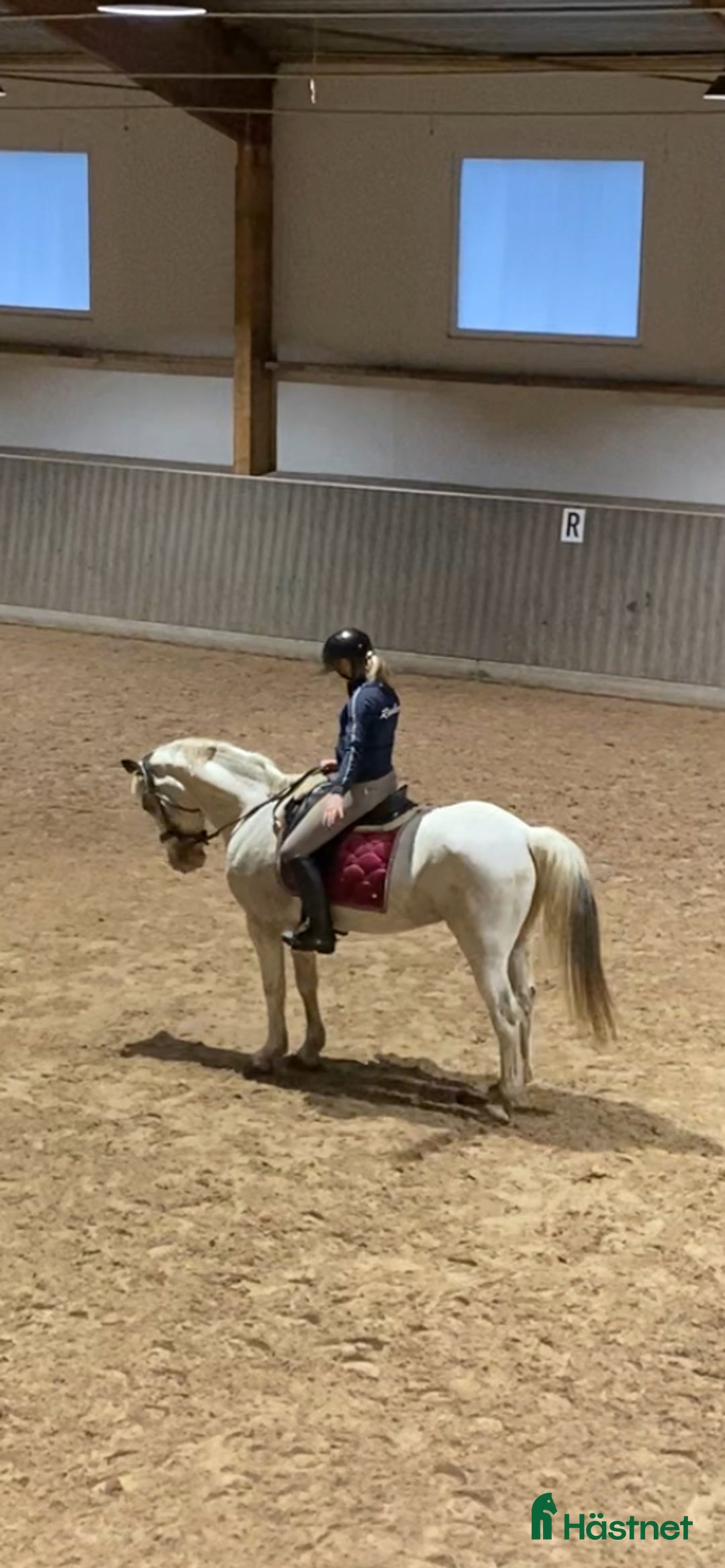 Dressyr hästar sökes: Söker medryttare till min fina D-ponny! i Upplands Väsby - Annons 1