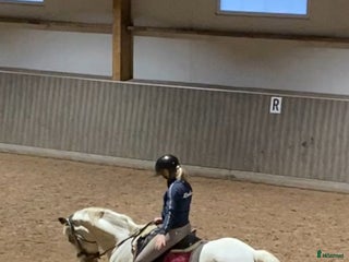 hästar Söker medryttare till min fina D-ponny! i Upplands Väsby - Annons 17