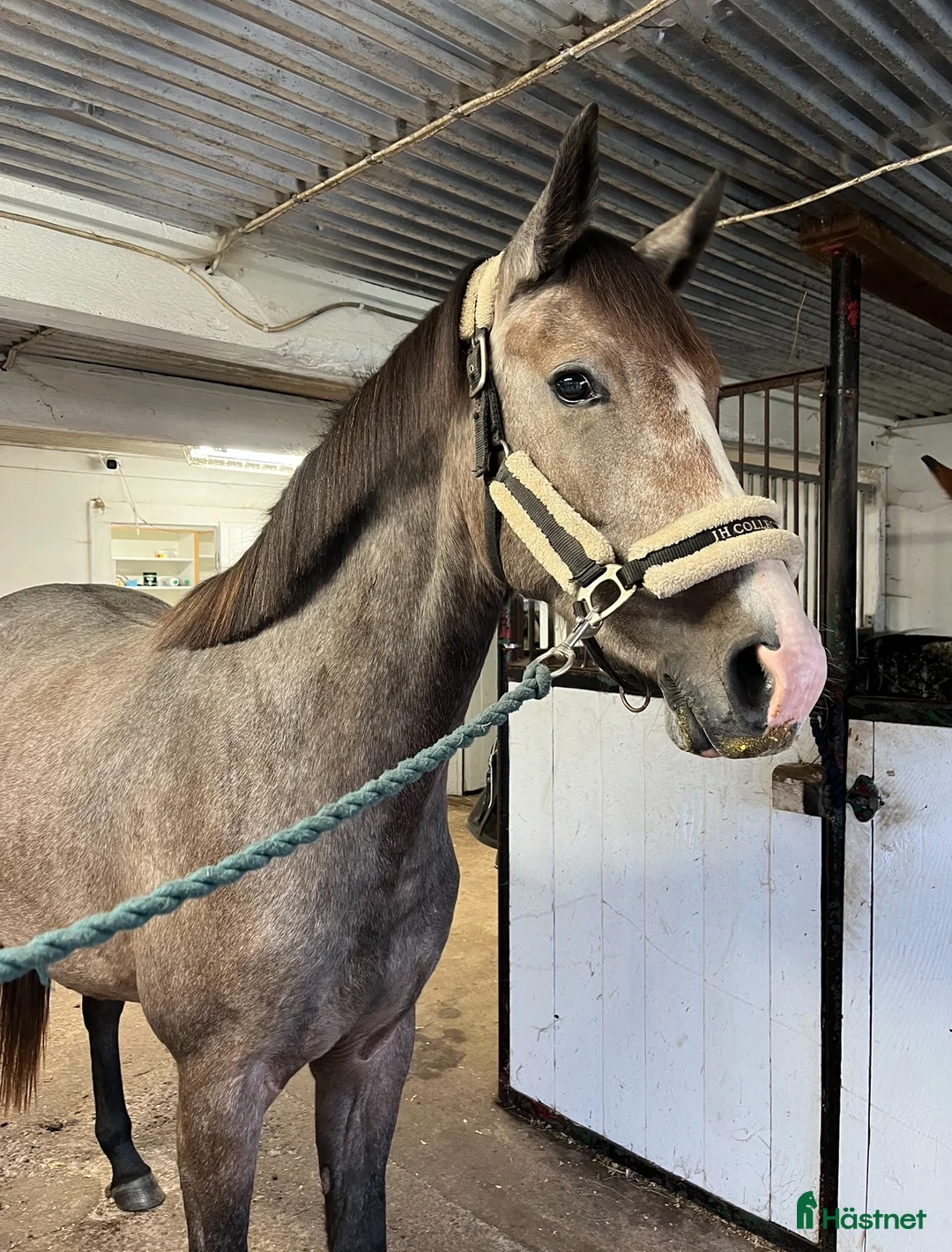 Allround hästar till salu: Vacker 3-åring✨ - Annons 2