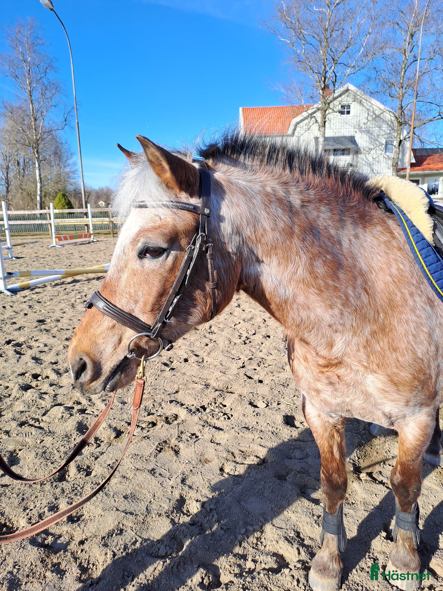  hästar Tuff ridponny valack - Annons 2