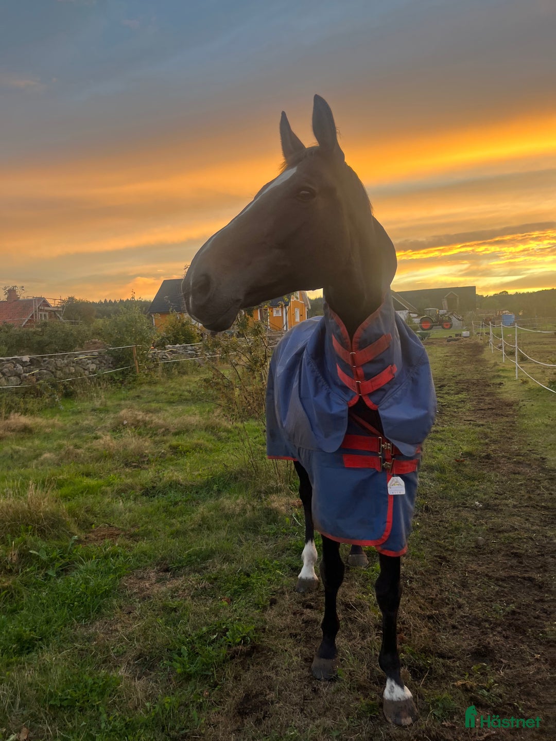 Övrigt hästar till salu: Vackert holländskt sto i Sölvesborg - Annons 4