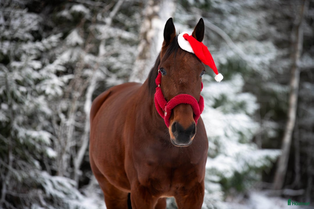 Allround hästar till salu: Snäll valack i Hudiksvall - Annons 1