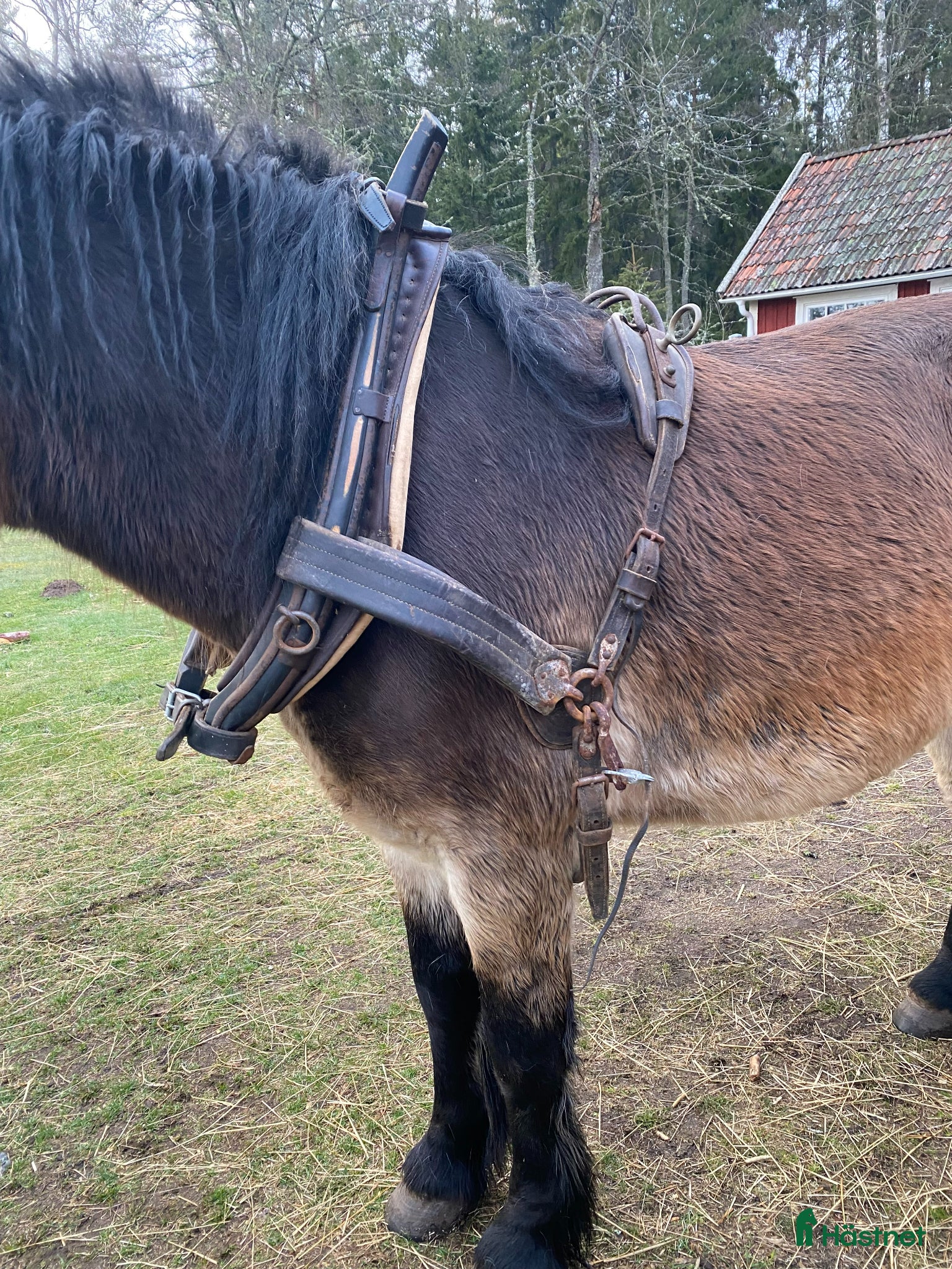 Körselar körning till salu: Arbetssele - Annons 9