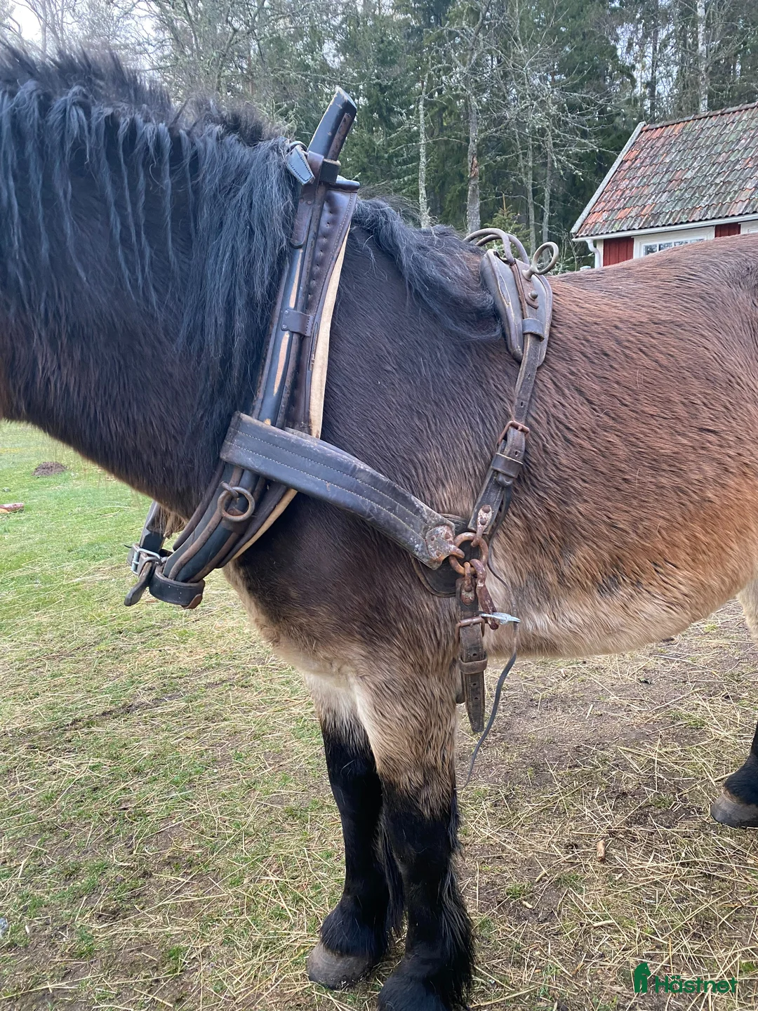 Körselar körning till salu: Arbetssele - Annons 1