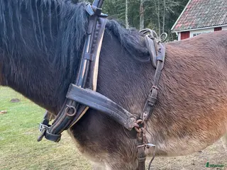 Körselar körning till salu: Arbetssele - Annons 9