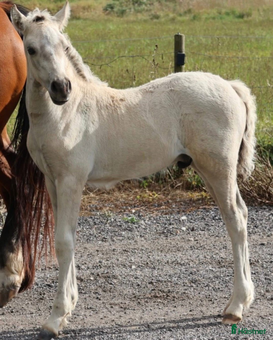 Allround hästar till salu: Buckskin Welsh Cob sec D - Annons 3