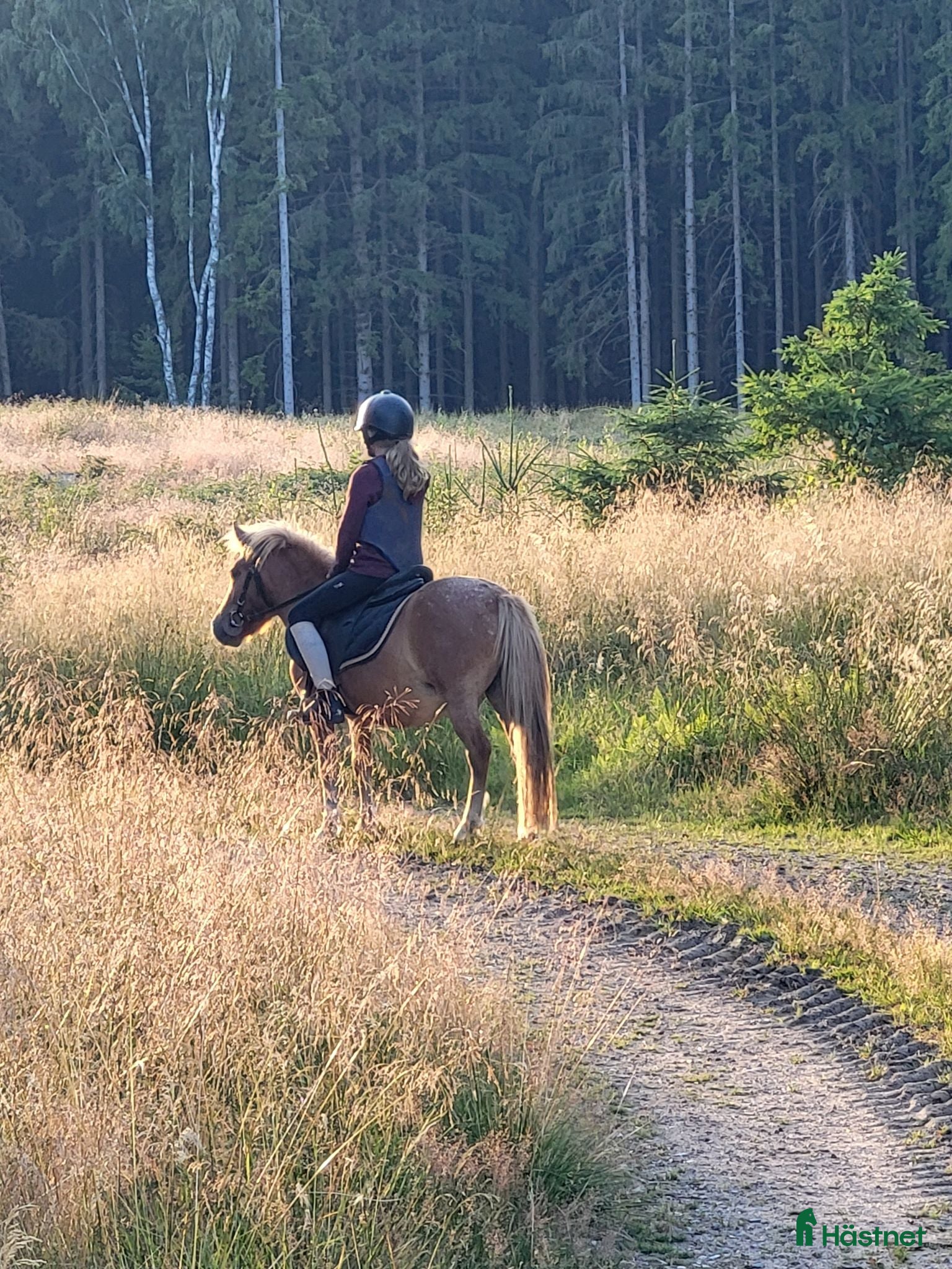  hästar Riktig stjärna  - Annons 14