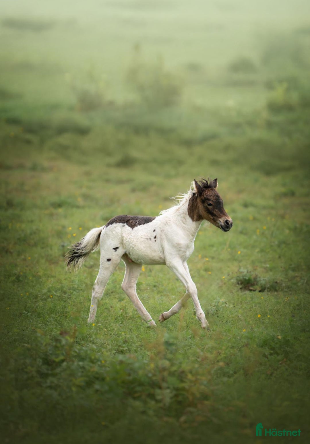 Allround hästar till salu: American mini curly  i Ekshärad - Annons 5