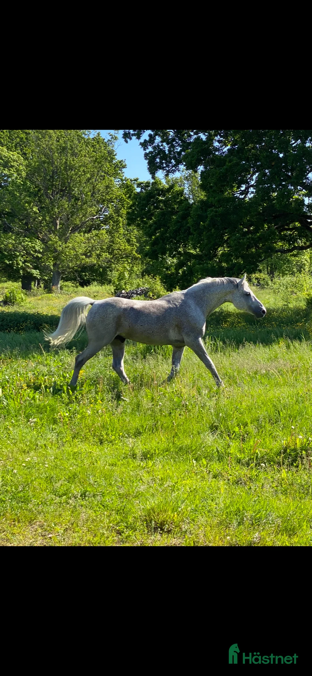  foderhäst finnes: Arabhingst utlånas  i Åseda - Annons 1